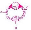 Question diagram