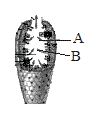 Question diagram