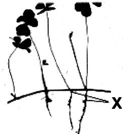 Question diagram