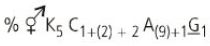 Option B