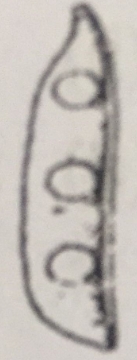 Option C