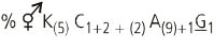 Option C