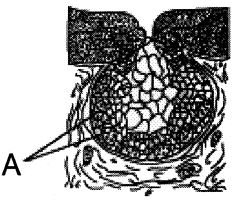 Question diagram
