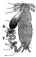Question diagram