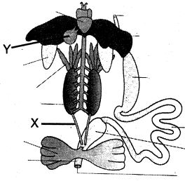 Question diagram