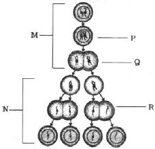Question diagram