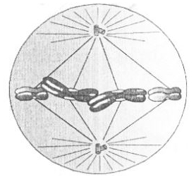 Question diagram
