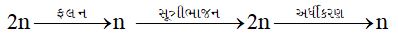 Option D