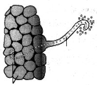 Question diagram