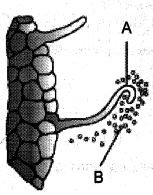 Question diagram