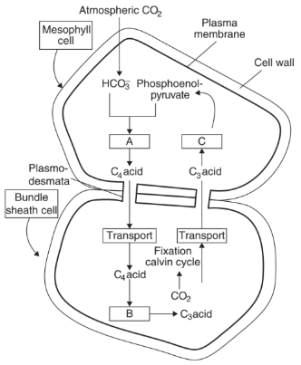 Question diagram