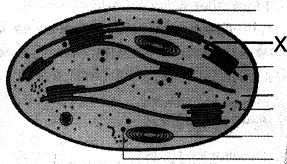 Question diagram