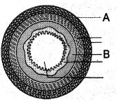Question diagram