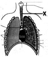 Question diagram