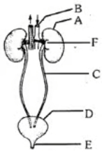 Question diagram