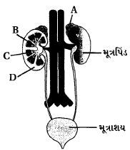 Question diagram