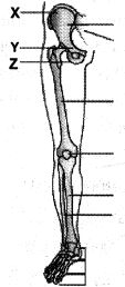 Question diagram