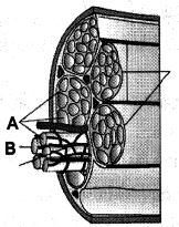 Question diagram