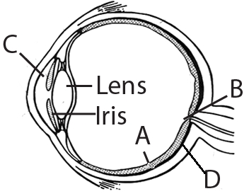 Question diagram