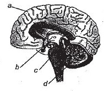 Question diagram