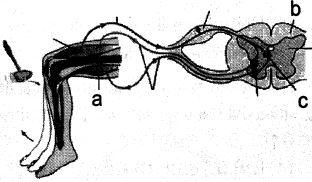 Question diagram