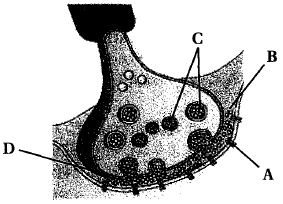 Question diagram