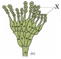 Question diagram