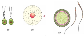 Question diagram