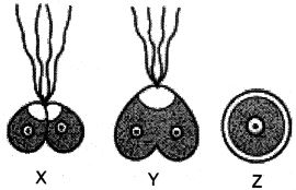 Question diagram