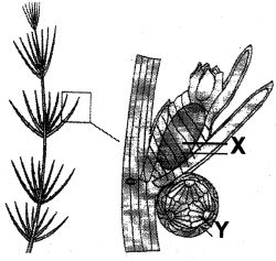 Question diagram