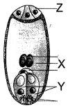 Question diagram