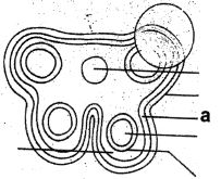 Question diagram