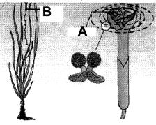 Question diagram