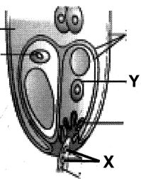 Question diagram