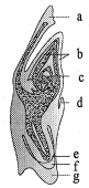 Question diagram
