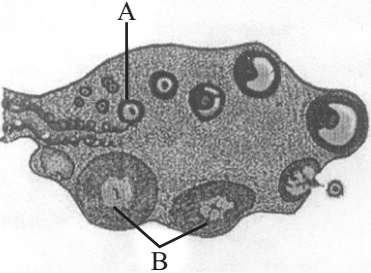 Question diagram