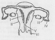 Question diagram