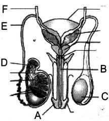 Question diagram