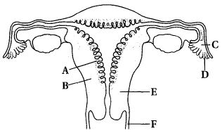 Question diagram