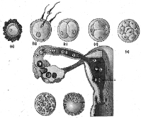 Question diagram