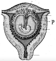 Question diagram