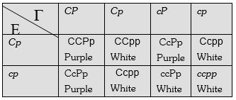 Solution diagram