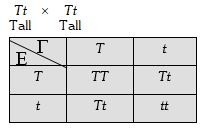 Solution diagram
