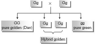 Solution diagram