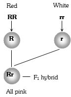 Solution diagram