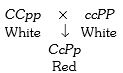 Solution diagram