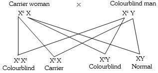 Solution diagram