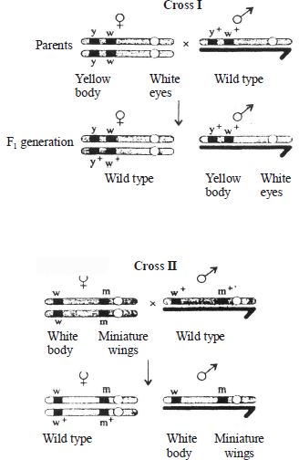 Question diagram