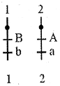 Option B