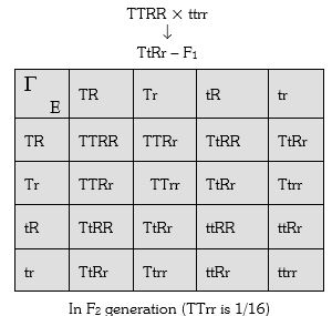 Solution diagram